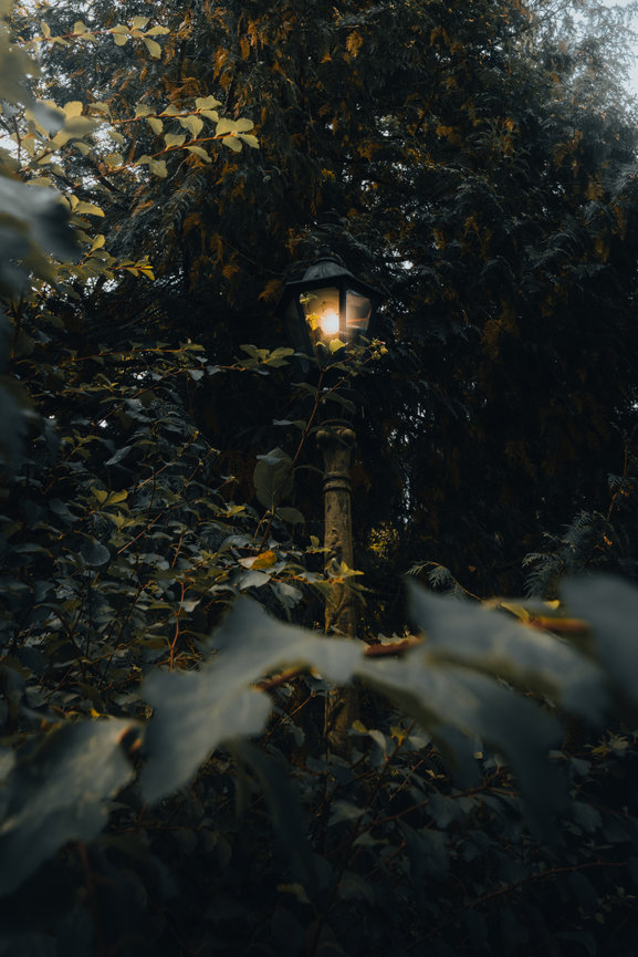 A glowing lantern lights a shaded garden path surrounded by plants.