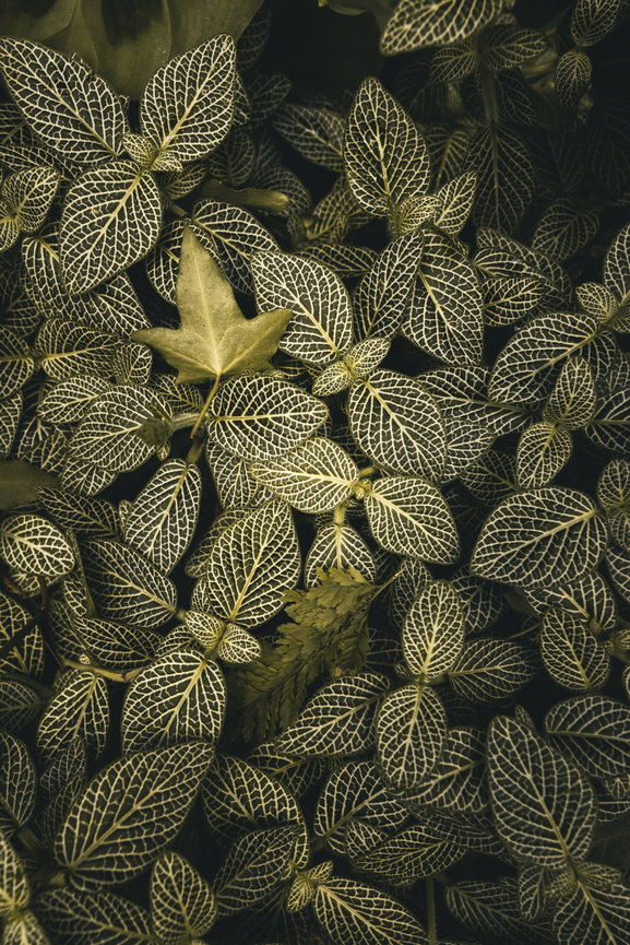 Close-up of layered leaves with intricate veining and dark green tones.
