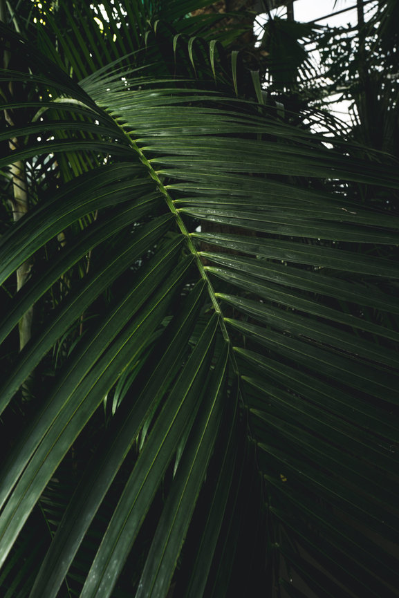 A large green palm leaf fills the frame with dark shadows.
