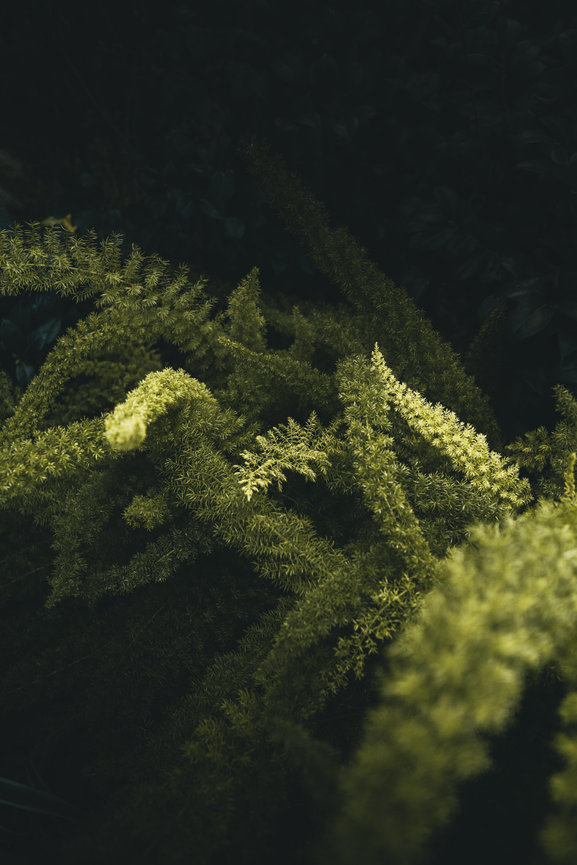 Soft green fern fronds fill the frame against a dark background.