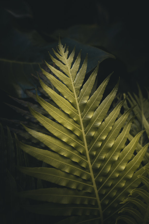 A backlit palm frond glows yellow-green against a dark background.