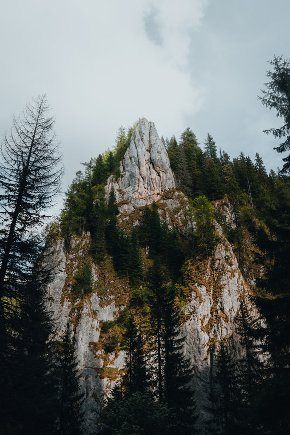 A rocky mountain peak rises above a forest of evergreen trees.