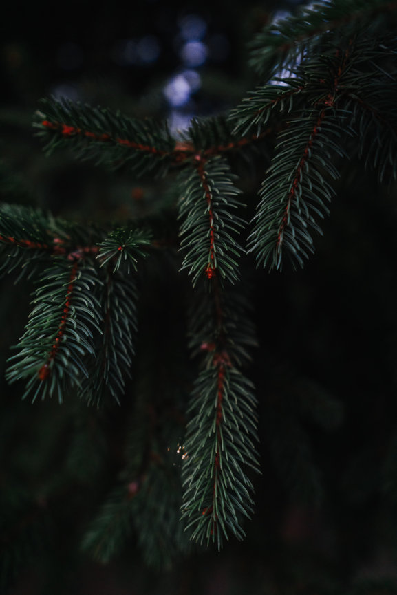 A pine branch with red buds stands out against a dark background.