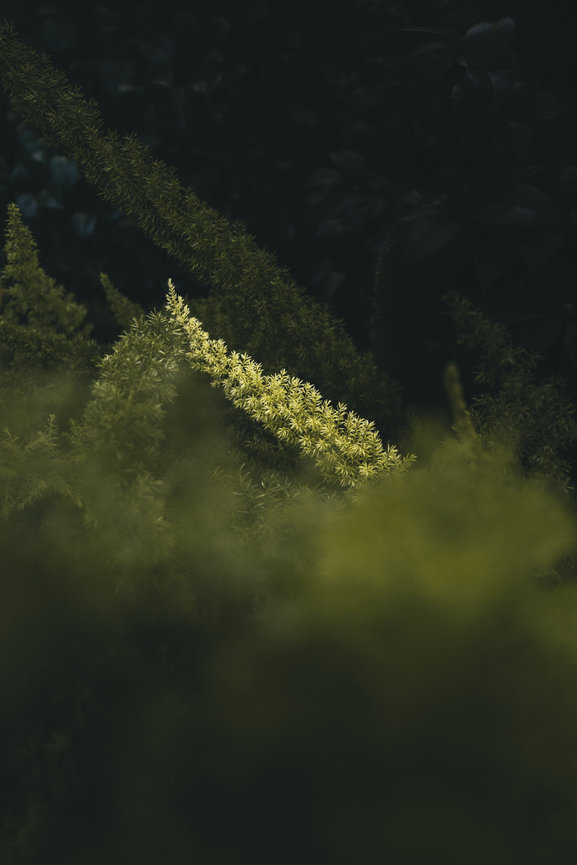 Sunlit green foliage appears softly blurred against a dark backdrop.