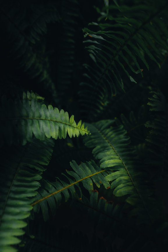 Bright green fern leaves emerge from dark shadowed foliage.