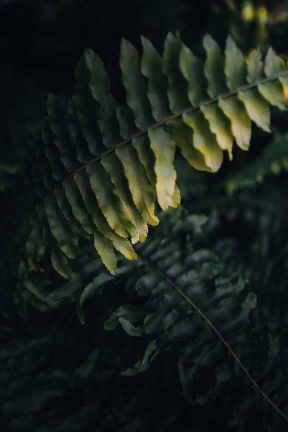 A fern frond curves across a dark background with repeating leaflets.