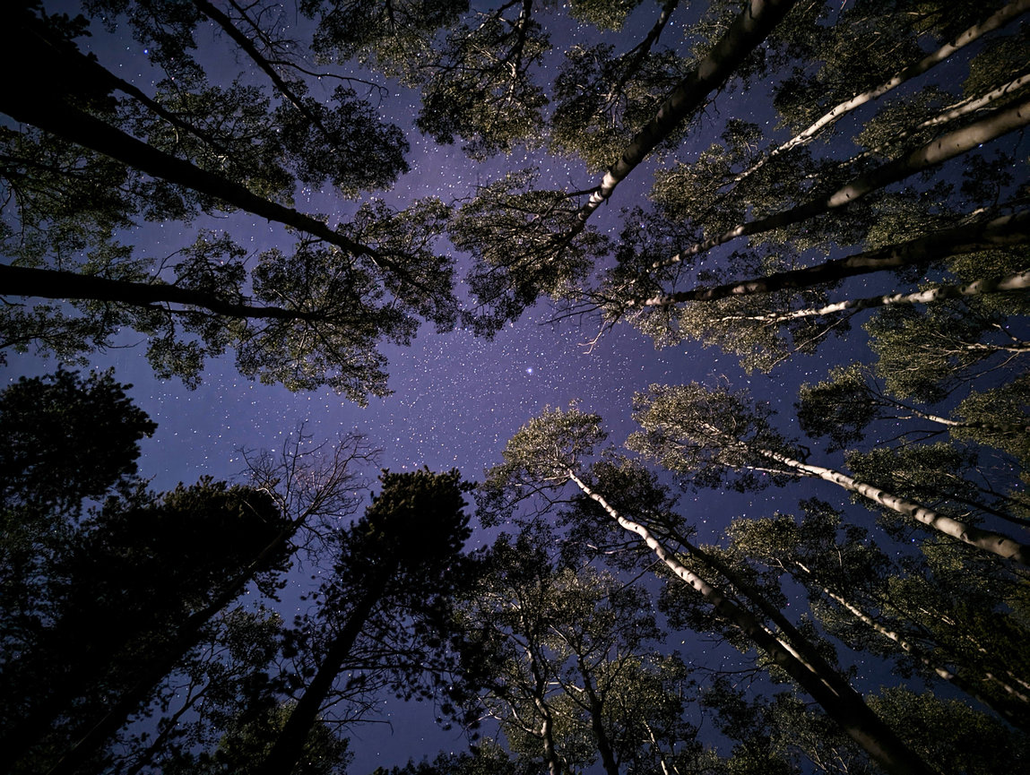 Tall trees frame a view of the sky when seen from below.