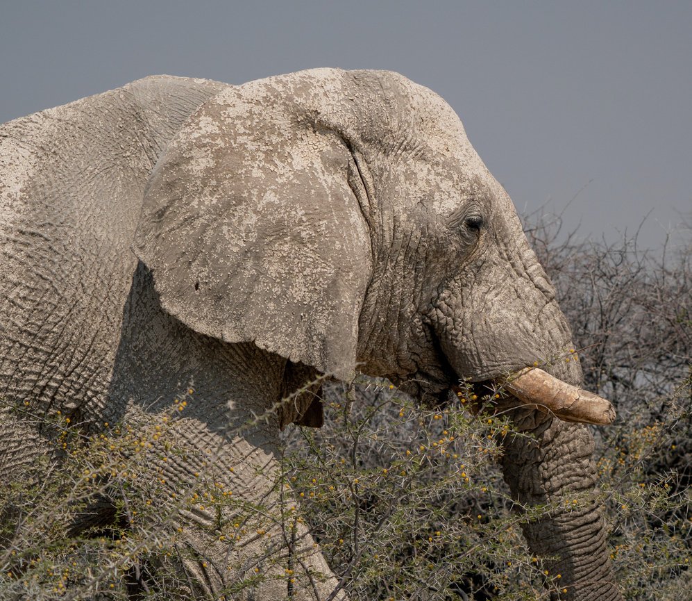 A close-up profile of an elephant stands behind tall grass.