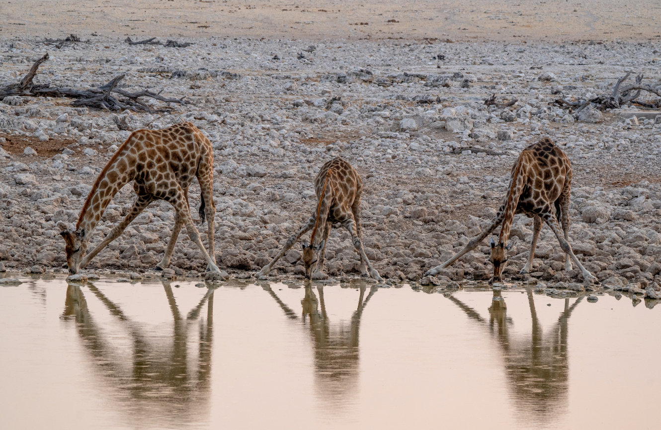 Three giraffes lean down to drink at the edge of a waterhole.