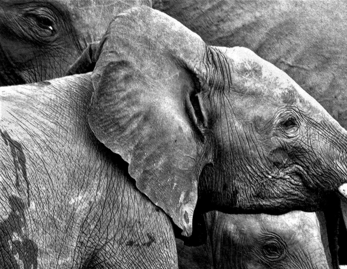 A black and white close-up shows an elephant's head and ear in profile.